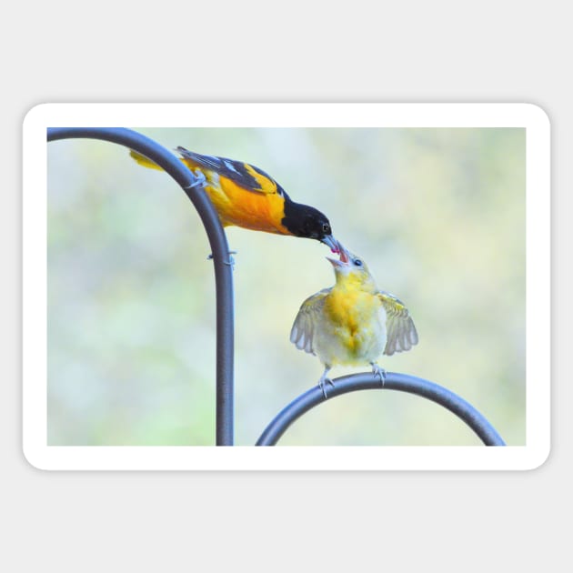 Oriole feeding fledgling #2 Sticker by LaurieMinor